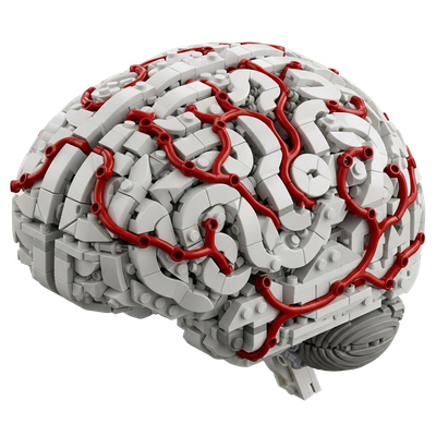 Brain