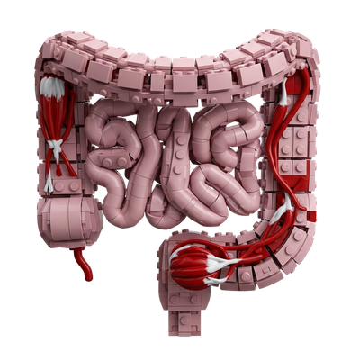 Intestines