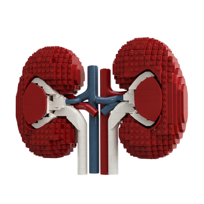 Kidneys