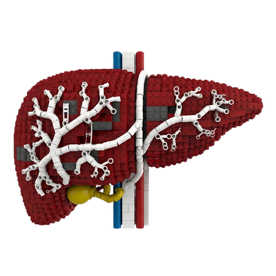 Liver