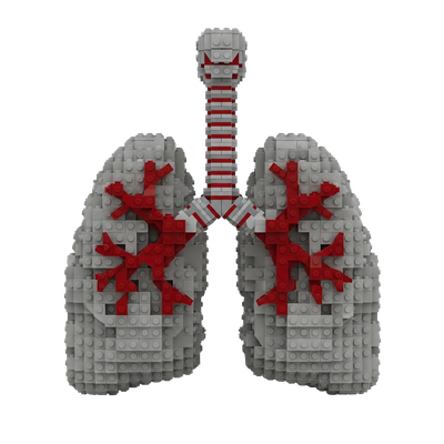 Lungs