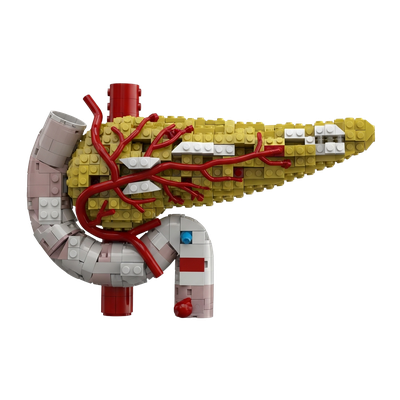 Pancreas