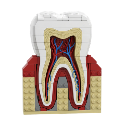 Tooth